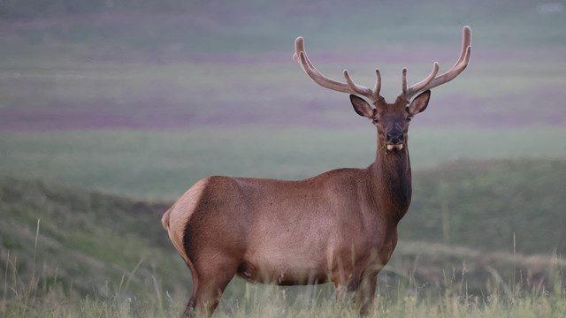 male elk with large antlers covered in velvet