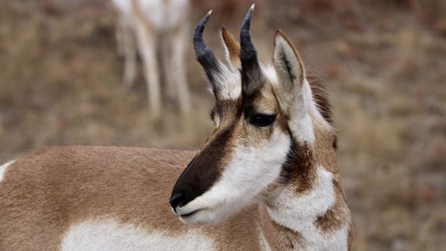 a tan and white male pronghorn.