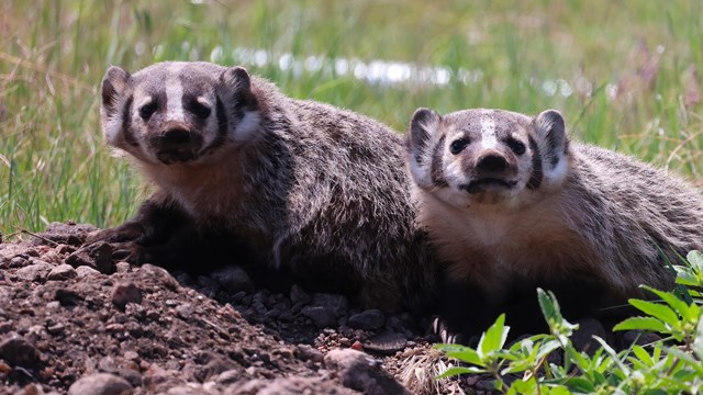 Two badger cubs are resting above their den. 