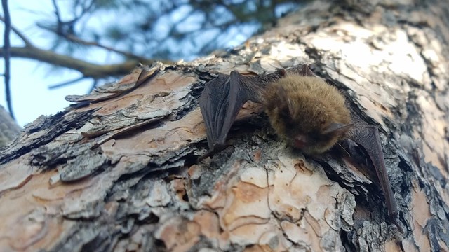 A small brown bat clinging to a tall pine tree