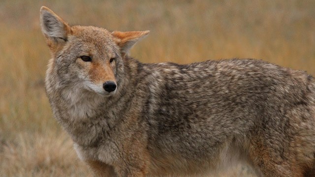 A coyote stands in the grass