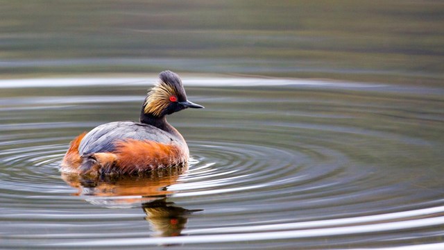 An eared grebe floats on the surface of a pond.
