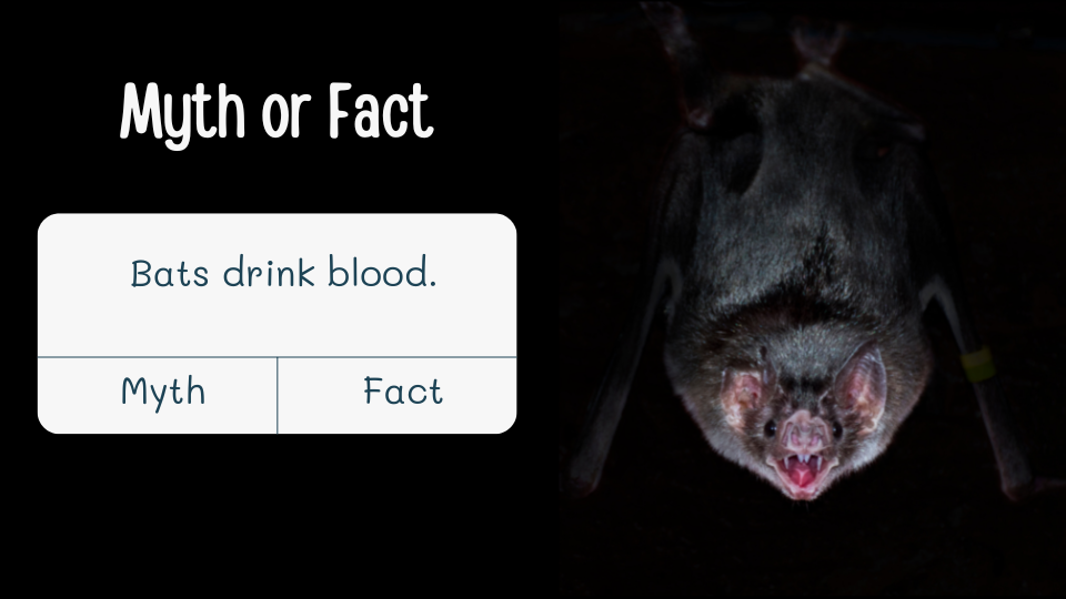 a vampire bat hanging upside down with text "Myth or Fact, bats drink blood"