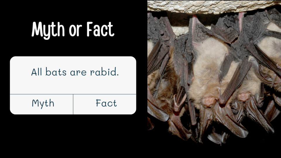 a group of Virginia long eared bats hang from the ceiling of a cave with text: Myth or fact All bats are rabid.