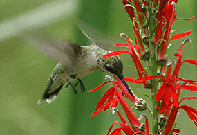 A hummingbird hovers over a red flower