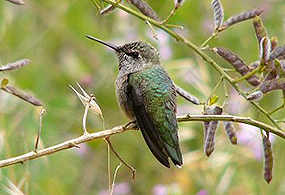 A green hummingbird is perched in a branch with its wings at rest