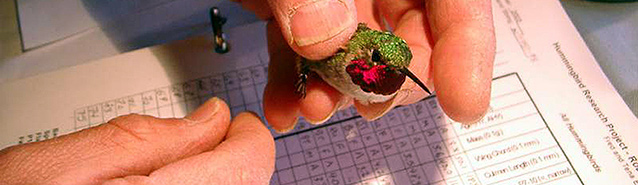 A hummingbird is held by a researcher