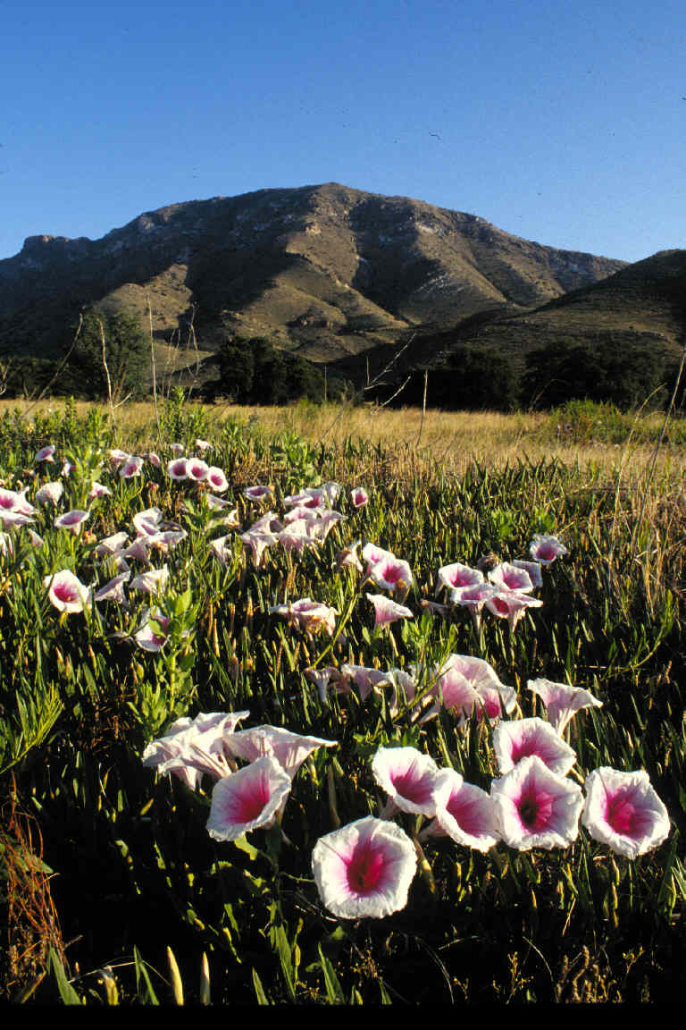 Thompson Peak