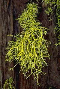 Lichen Letharia vulpina