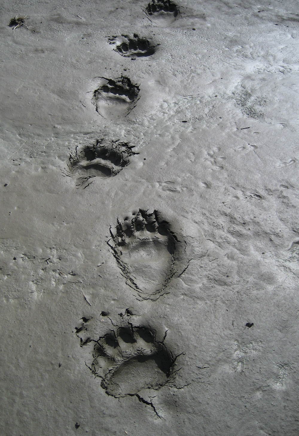 Bears Footprints