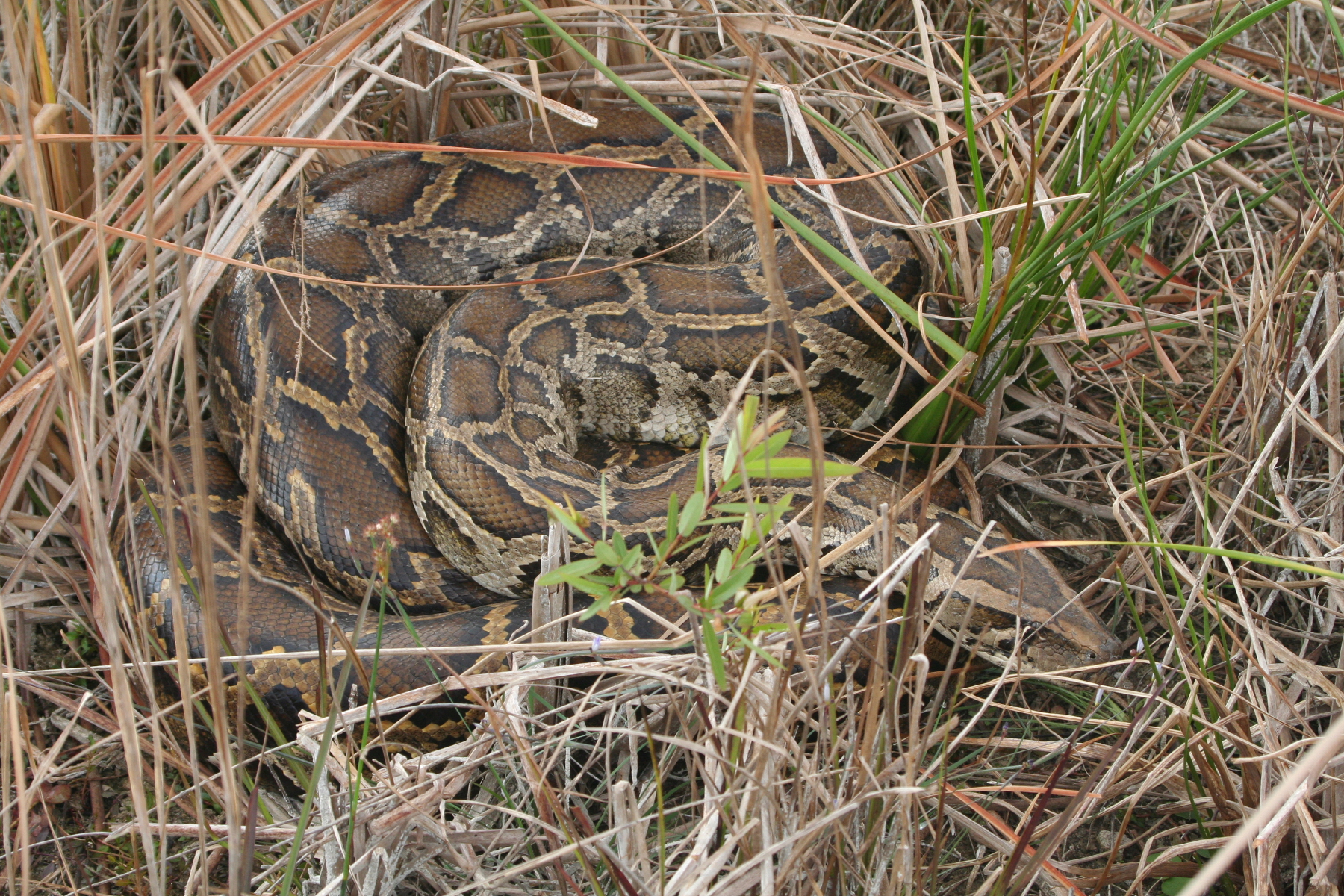 The Everglades