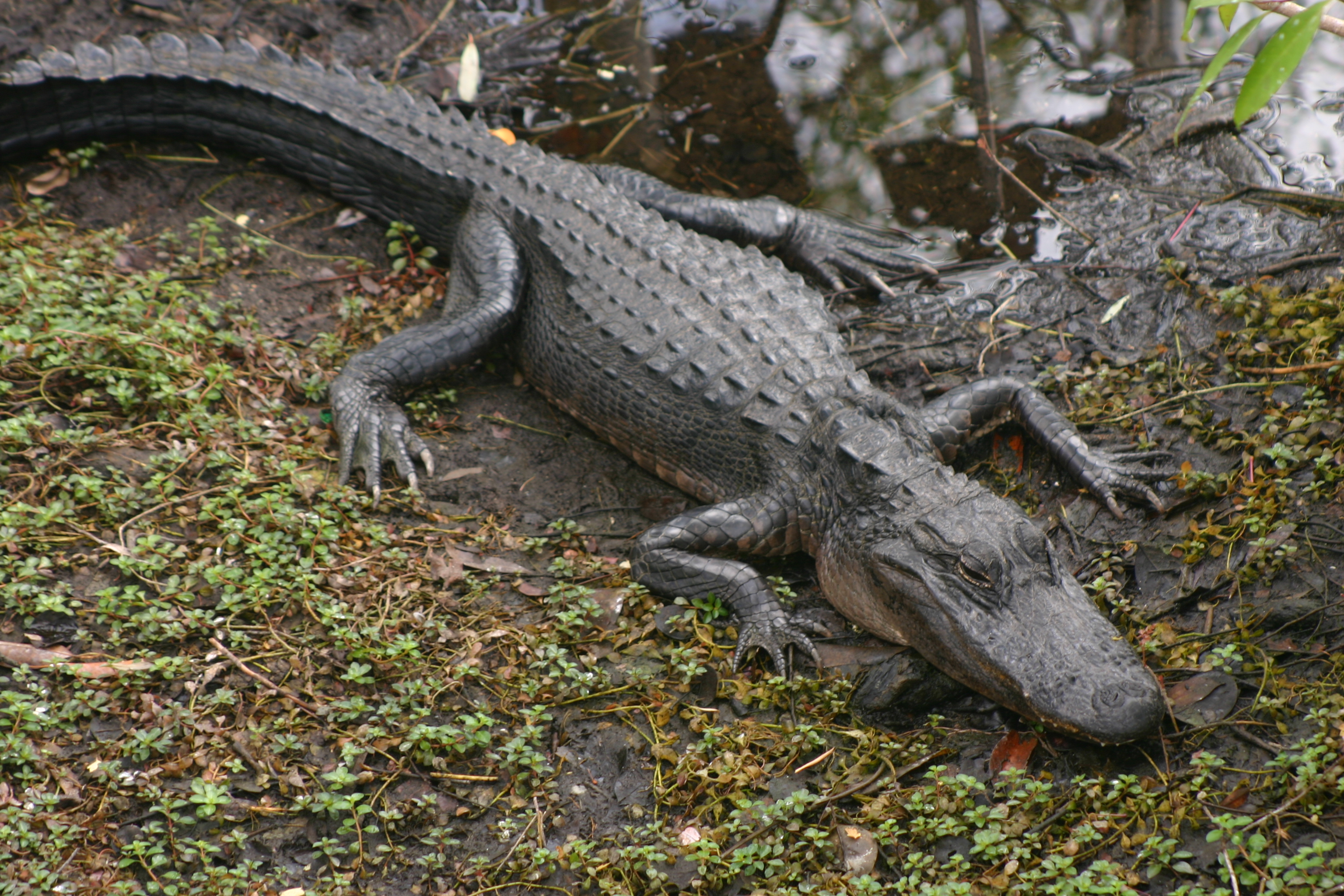 Alligator Nest Pictures
