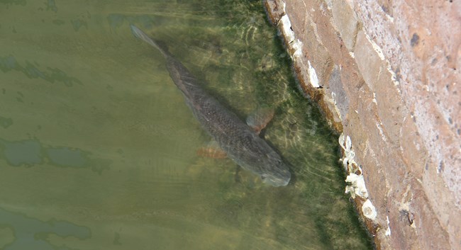 Fish swimming in the moat
