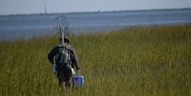 Man walking through the marsh carrying a net and cooler and other fishing supplies