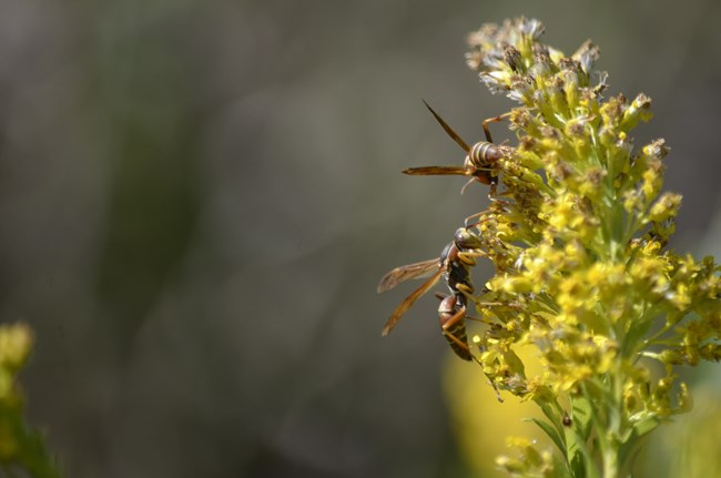 Three wasps on a yellow flower
