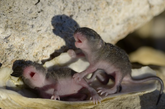 Two baby mammals sitting under a rock