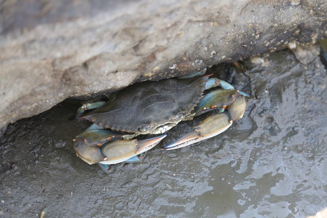 Blue crab sitting in the wet sand under a stone