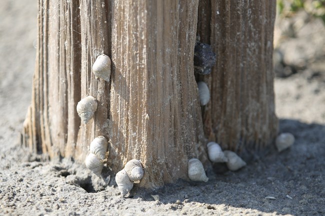 Snails on a wooden post in the sand