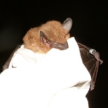 FOPU Photo - Big Brown Bat