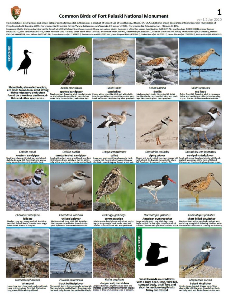 FOPU Bird ID Guide Page 1 - Shorebirds and Kingfishers