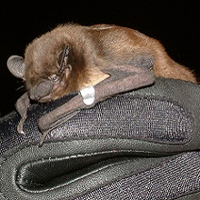FOPU Photo - Evening Bat