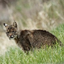 NPGallery - Bobcat, Shenandoah National Park