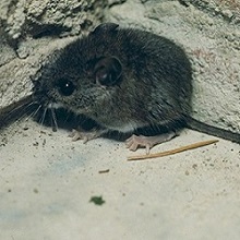 NPGallery - House Mouse, Great Smoky Mountains National Park