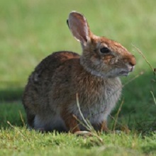 NPGallery - Marsh Rabbit, Cape Lookout National Seashore