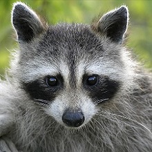 NPGallery - Raccoon in Cuyahoga Valley National Park