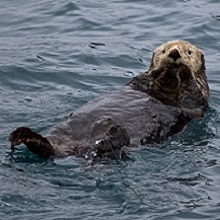 NPGallery - Sea Otter, Kenai Fjords National Park
