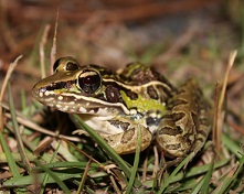 Southern Leopard Frog in pine straw and short grass