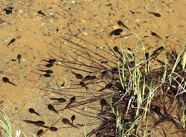 Tadpoles in shallow water surrounded by short grasses