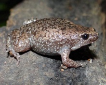 NPGallery - Eastern Narrowmouth Toad sitting on a rock