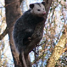  NPGallery - virginia opossum, Congaree National Park