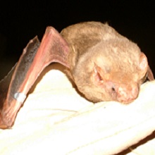 FOPU Photo - Northern Yellow Bat