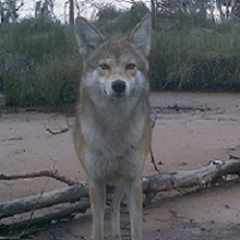 FOPU Wildlife Camera - Coyote