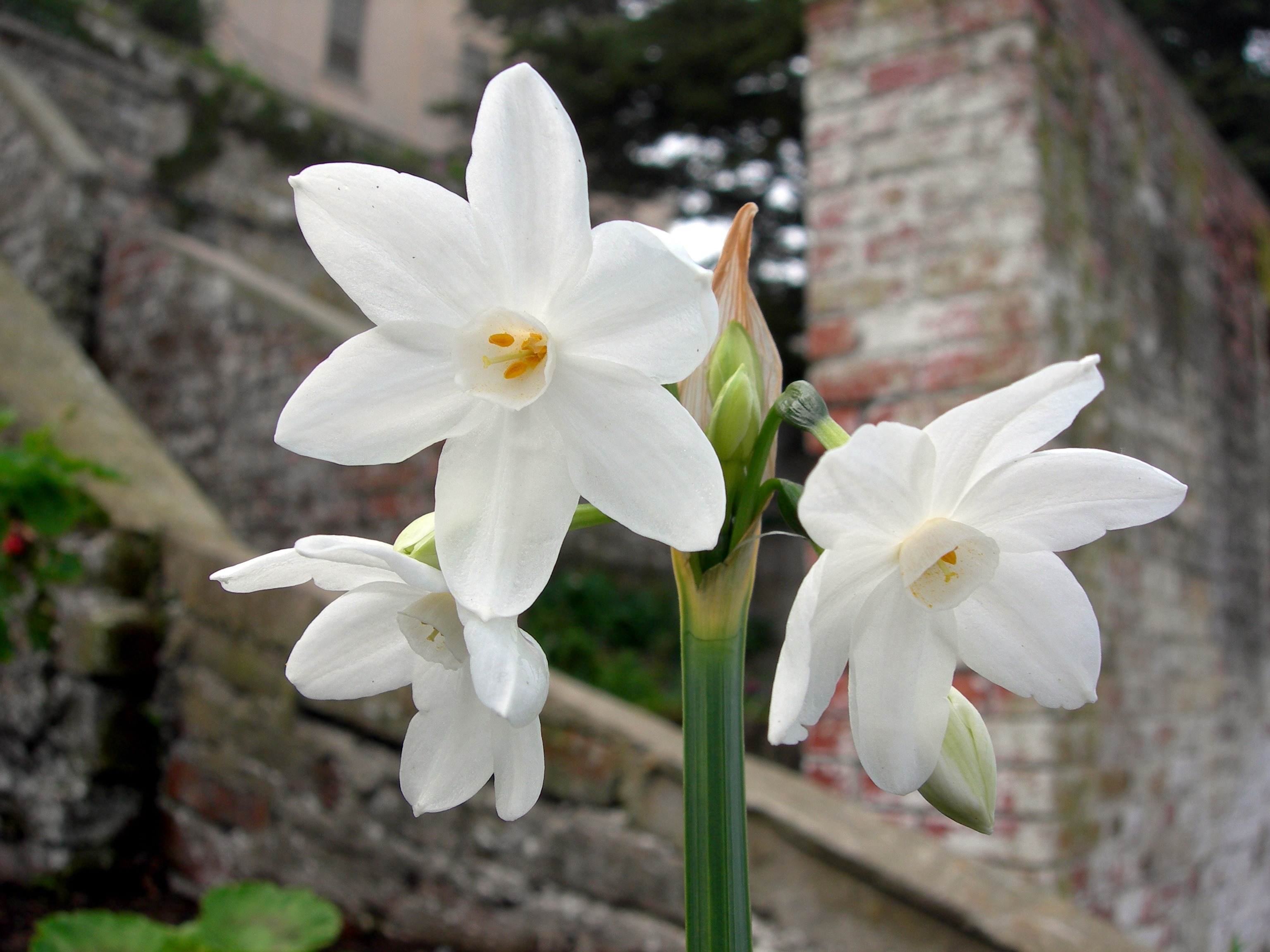 Paperwhites Narcissus