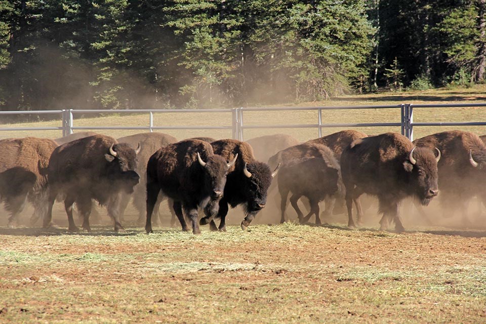 a small herd of bison within a corral in an open meadow.