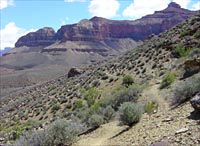 vegetation on the Tonto Platform