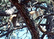 mountain lion at GRCA mountain lion at GRCA