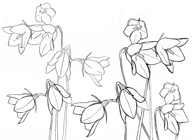 Line drawing of bell-shaped flowers on slender stems.