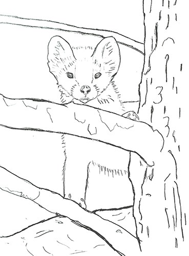Line drawing of a marten standing on a branch in a tree.