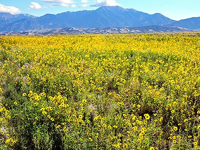 Thousands of prairie sunflowers, dunes, and Mount Herard