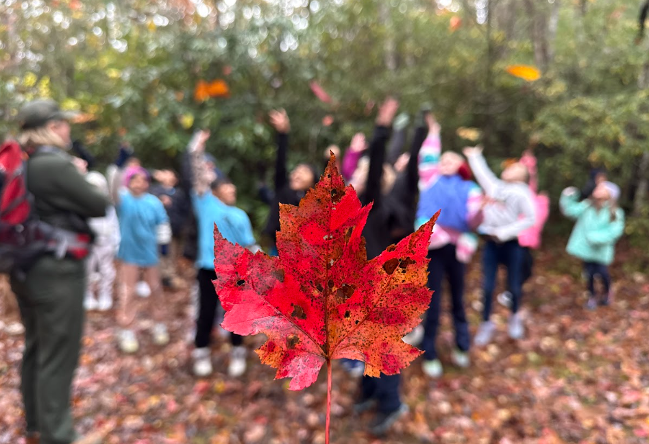 2025 3 PaC_Ranger Rachel taken by Ranger Courtney Red maple leaf in focus in the foreground with a ranger and students throwing leaves into the air in the background