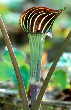 Jack-in-the-Pulpit Wildflower