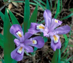 Crested Dwarf Iris Wildflower