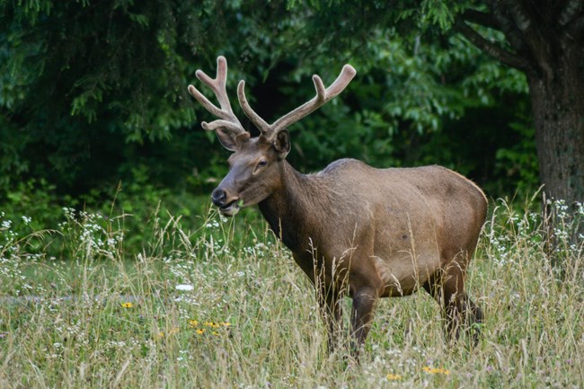 A bull elk with small antlers with velvet on them.
