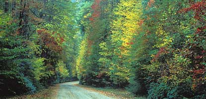 A quiet backroad in the park