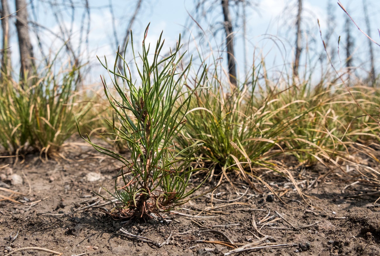 A small, two-year-old lodgepole pine seedling grows out of the dirt, surrounded by dozens of other small plants.