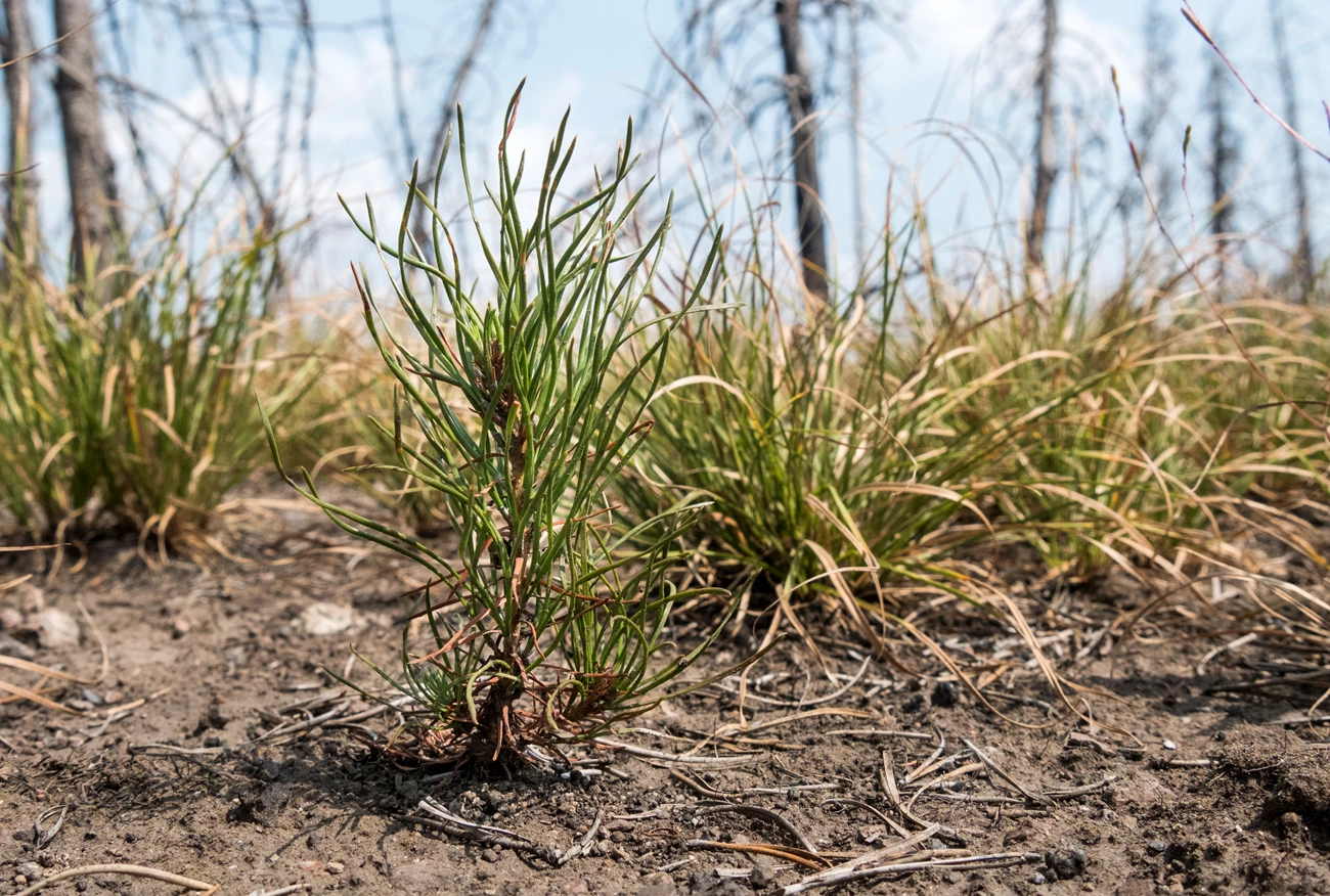Lodgepole seedling A small, two-year-old lodgepole pine seedling grows out of the dirt, surrounded by dozens of other small plants.